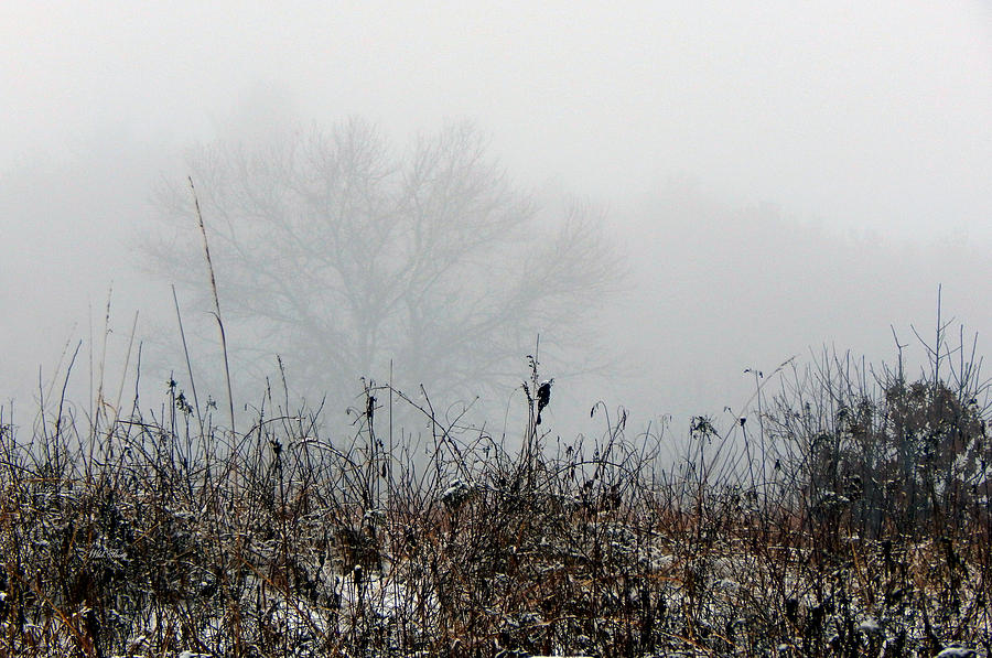 Winter Photograph - A Winters Day by Wild Thing