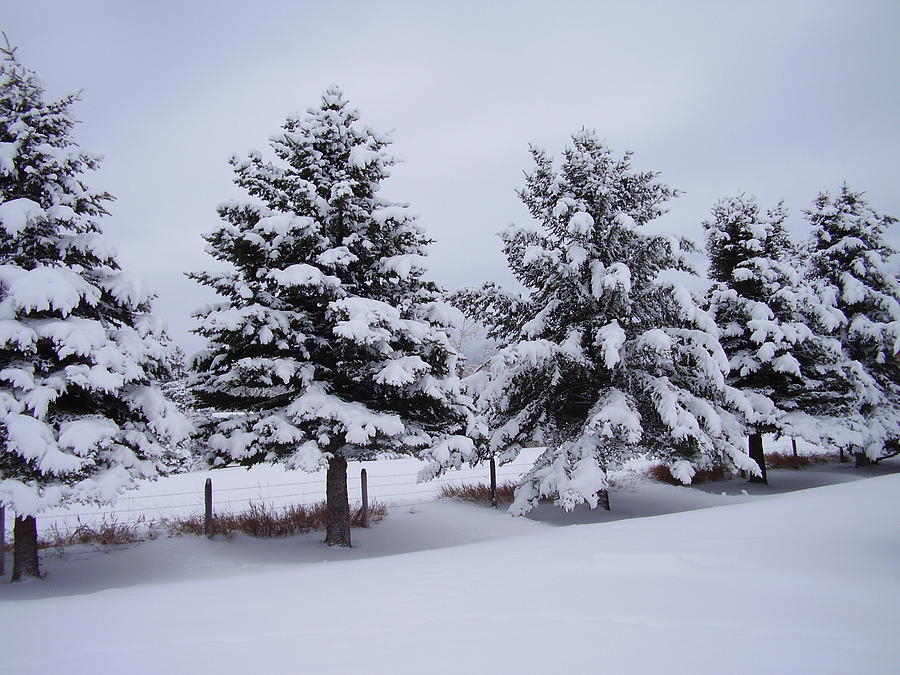 Tree Photograph - A Winters Day by Yvette Pichette
