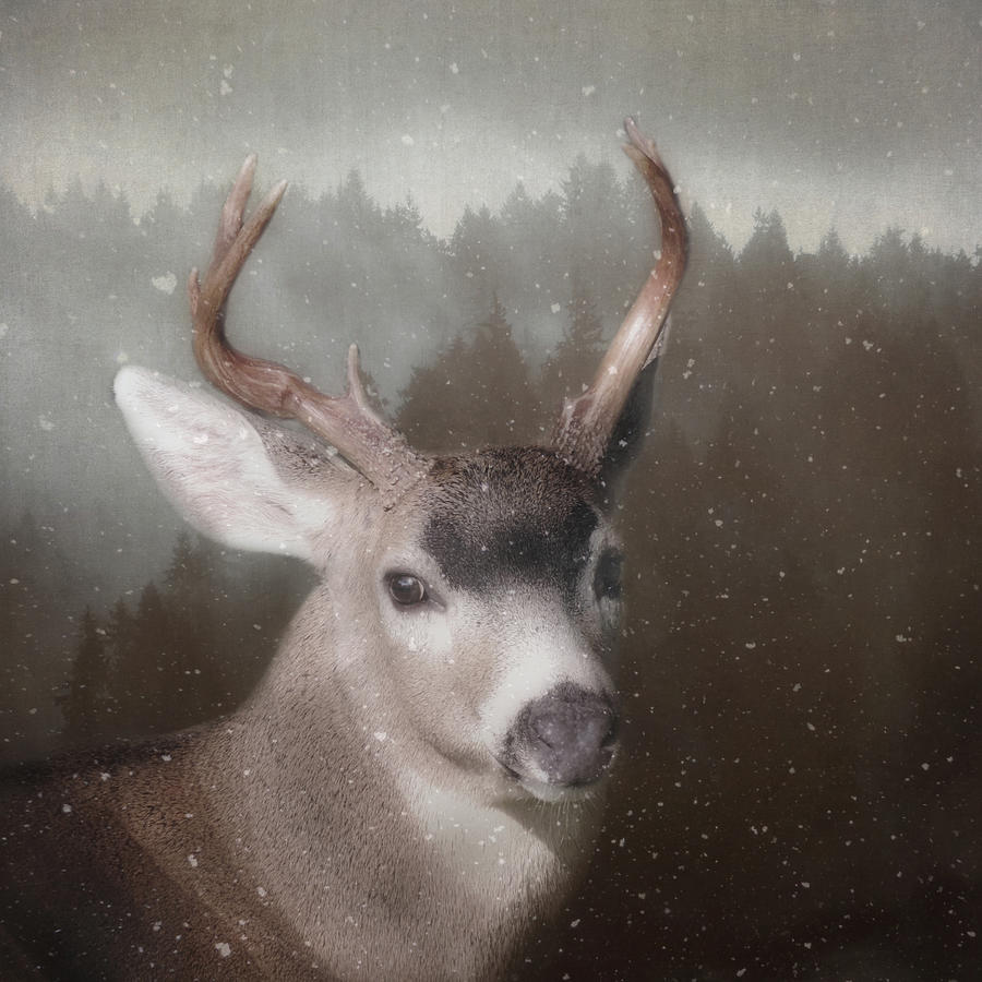 Deer Photograph - A Winters Night by Sally Banfill