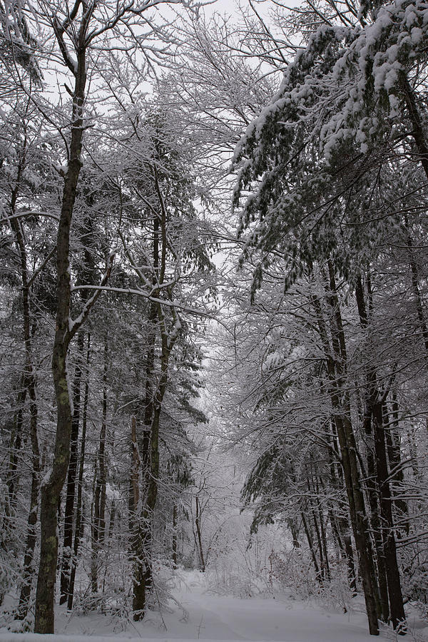 A Winters Path Photograph by Robert McKay Jones