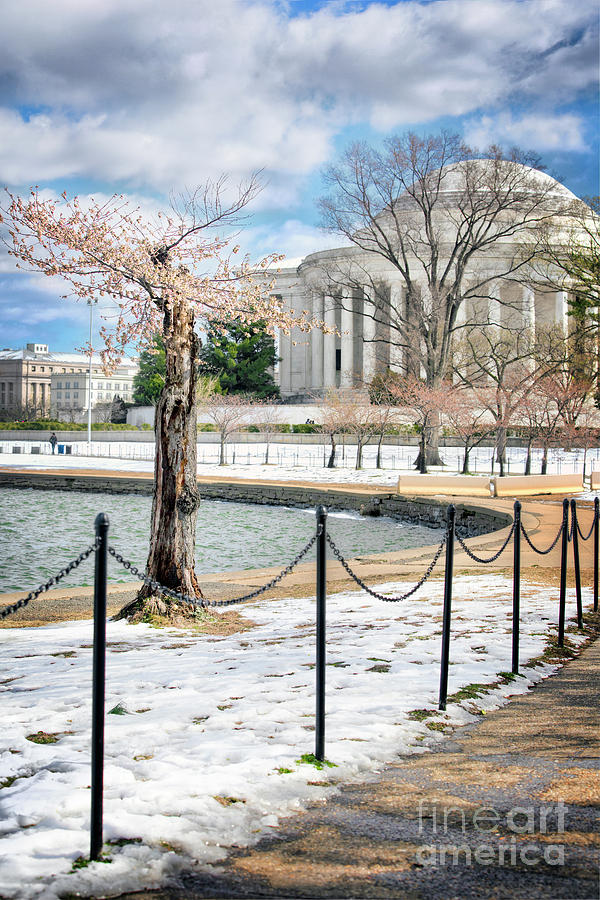 A Wintery Spring at the Jefferson Memorial I Photograph by Karen Jorstad