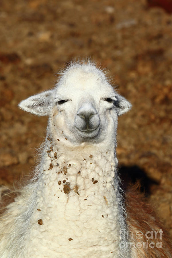 A Wise Old Llama Photograph by James Brunker