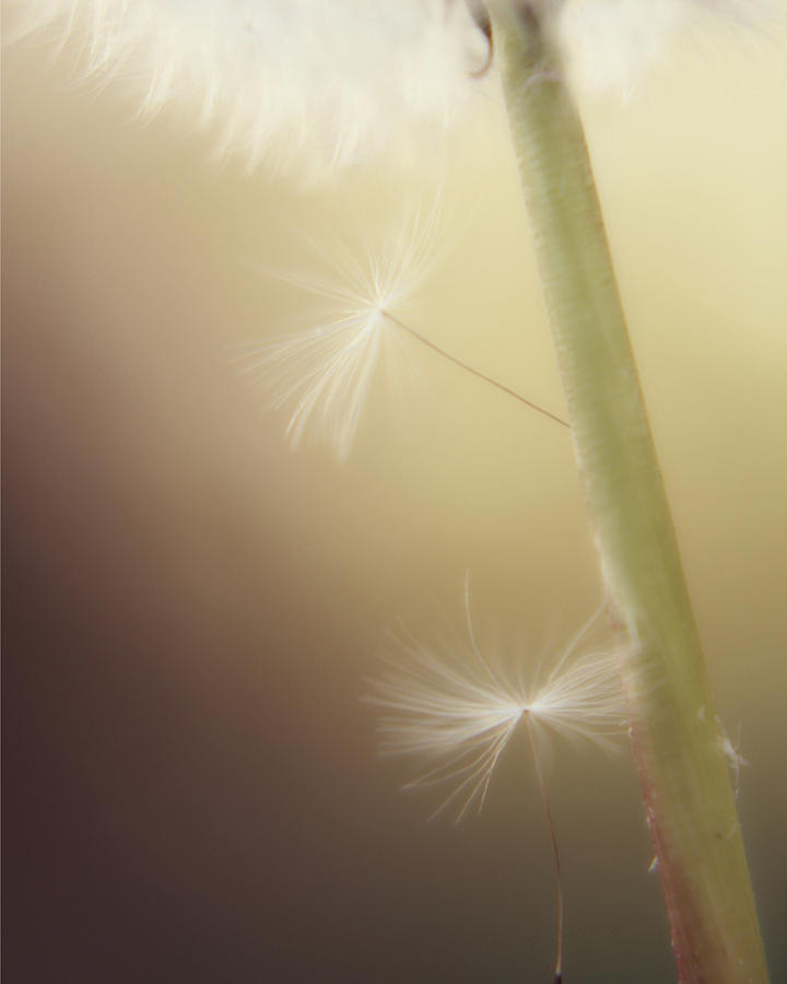 A Wish and a Prayer Photograph by Amy Tyler