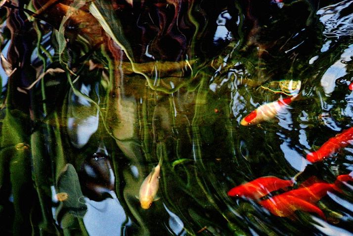 Koi Photograph - A Wish by Lucia De Giovanni Koi Photograph - A Wish by Lucia De Giovanni