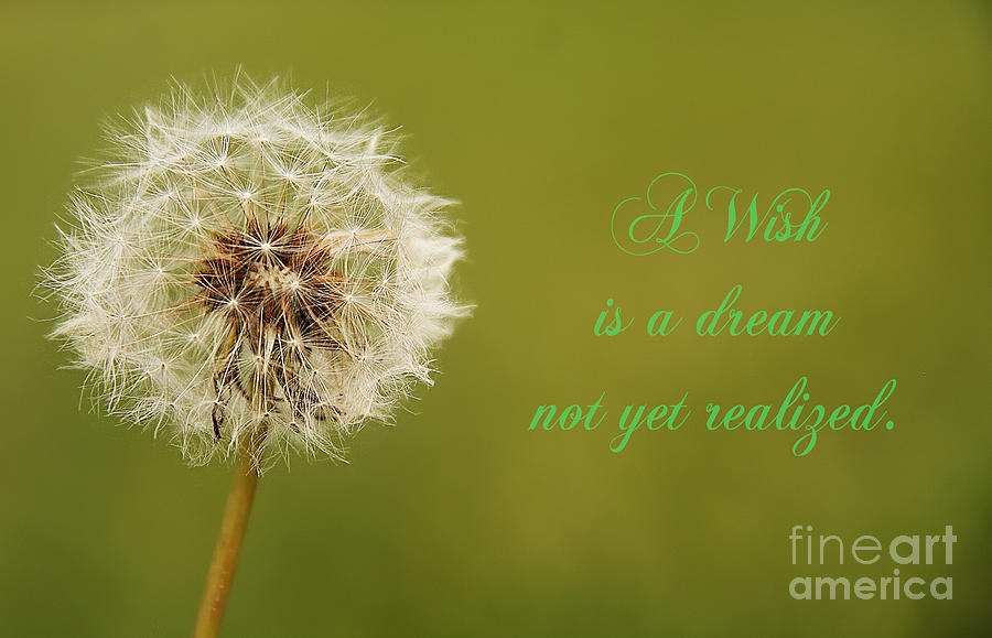 Nature Photograph - A Wish by Traci Law