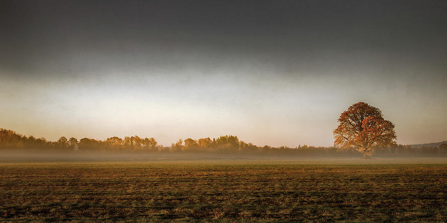 A Wisp of Fog in the Field Photograph by Don Schwartz