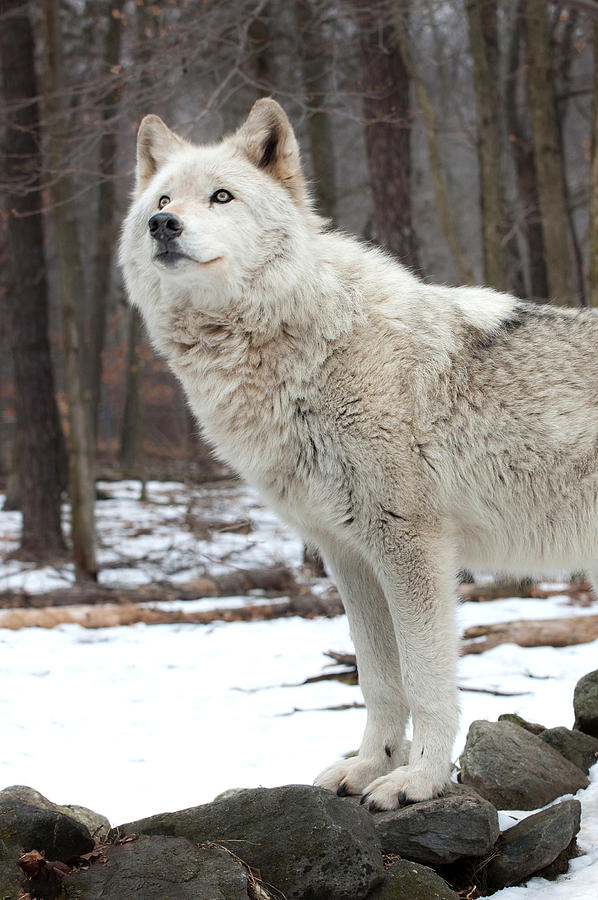 A Wolfs Modeling Pose Photograph