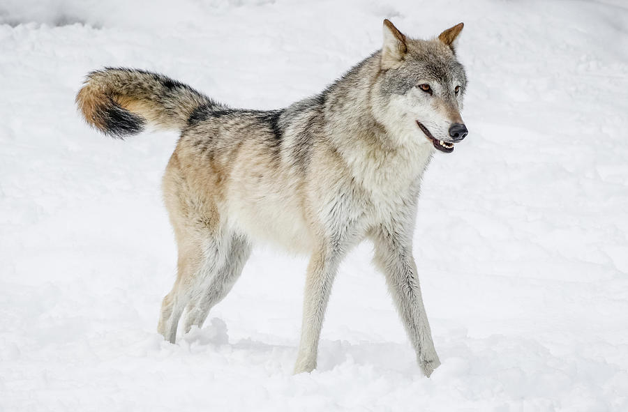 A Wolfs Winter Wonderland Photograph by Athena Mckinzie