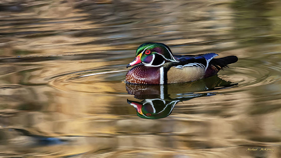 A Wood Duck and His Reflection Photograph by Michael McKenney