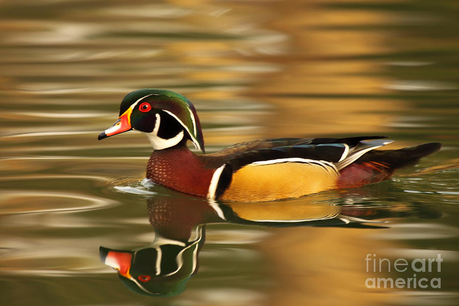 A Wood Duck Drake And Reflection Photograph by Max Allen