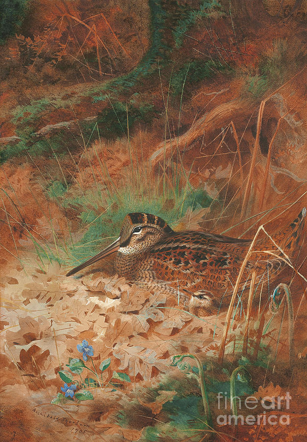 Woodcock Painting - A Woodcock and Chick in Undergrowth by Archibald Thorburn