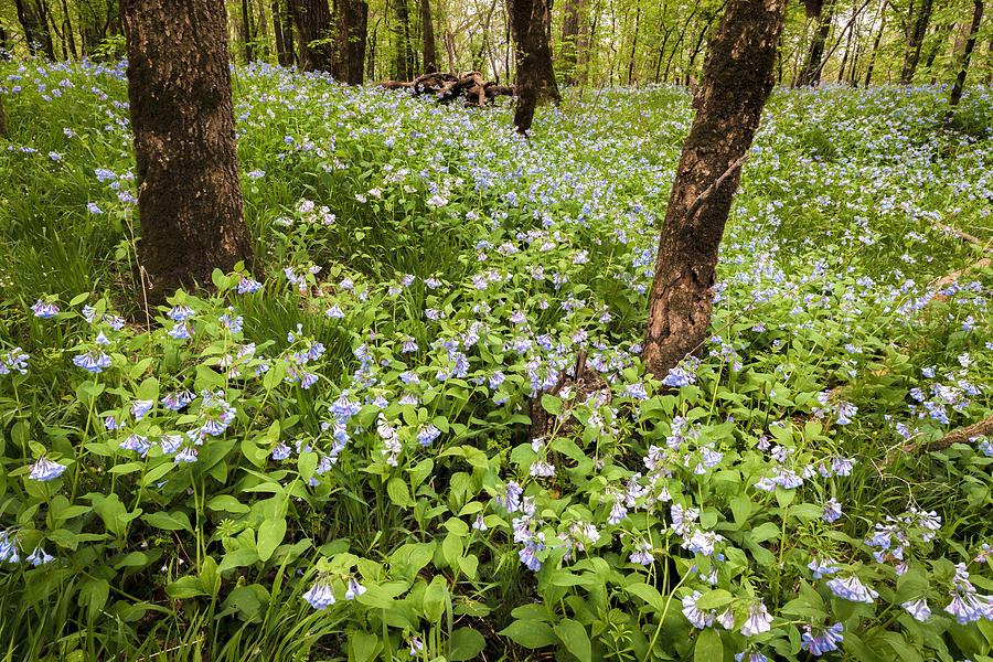 A Woodland Carpet Of Blue Photograph