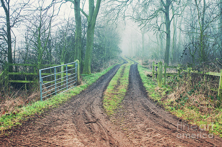 A woodland path Photograph by Tom Gowanlock