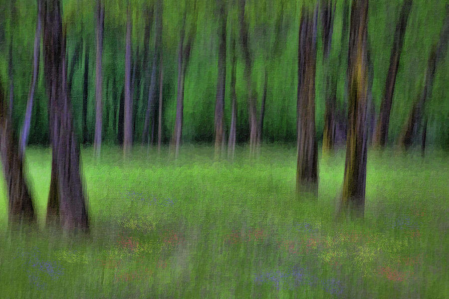 A Woodland Scene Digital Art by Phil Dyer