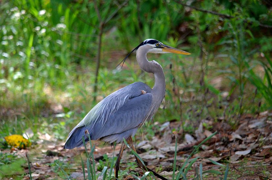 A Woodland Walk With the Blue Heron Photograph by Maria Urso