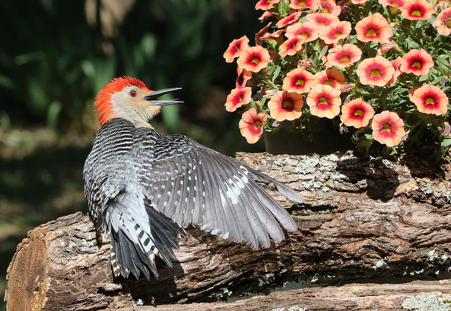 A Woodpecker Conversation Photograph by Sheila Brown