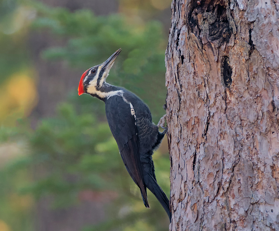 A Woodpeckers Work is Never Done Photograph by Loree Johnson
