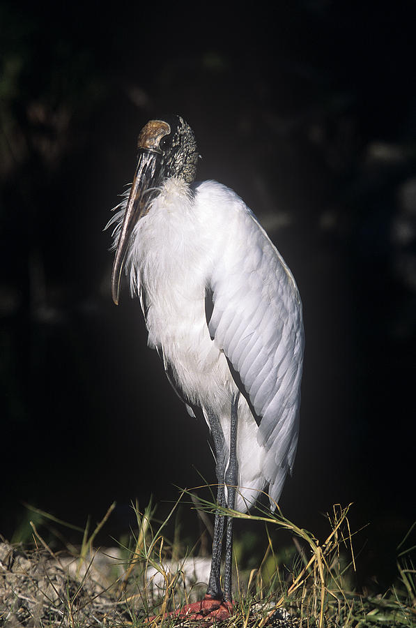 A Woodstork in Full Length Pose Photograph by John Harmon