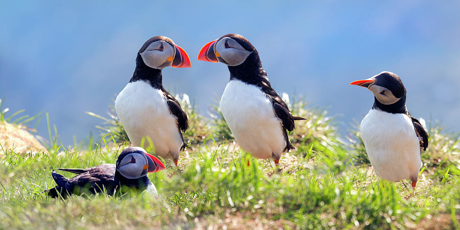 Puffin Photograph - A World of Puffins by Betsy Knapp