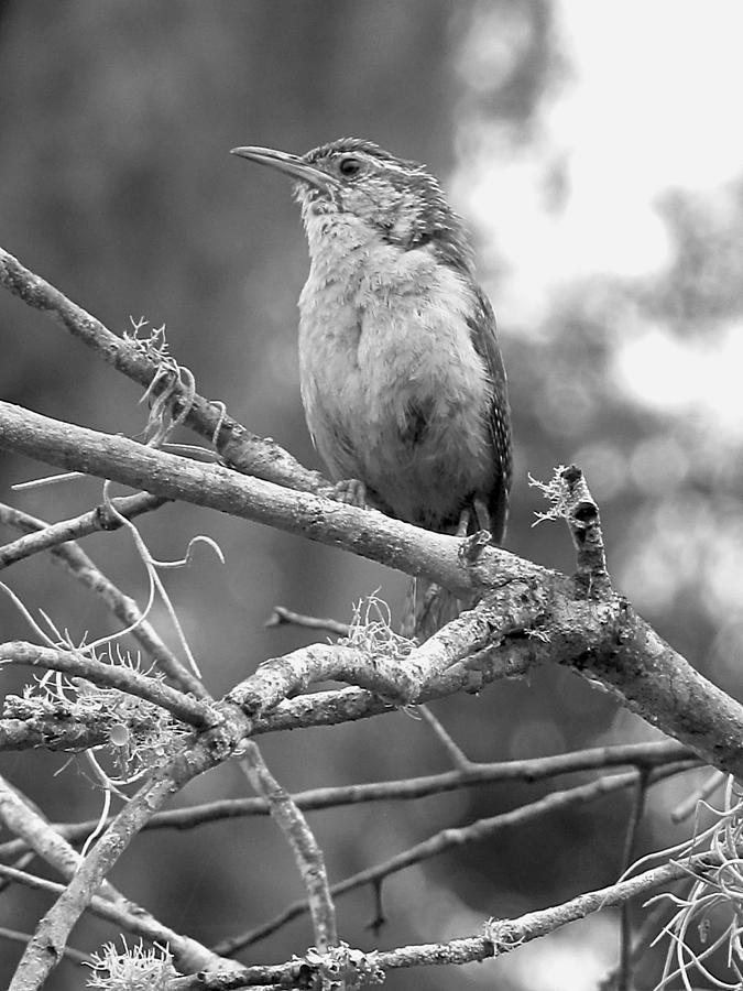A Wren at the Circle B Bar Reserve in Black and White Photograph by Christopher Mercer