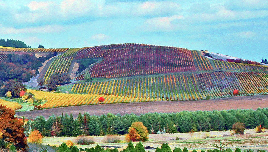 A Yamhill Co. Vineyard Photograph by Margaret Hood