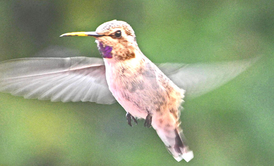 A Yellow Beaked Hummer In Flight Photograph by Jay Milo