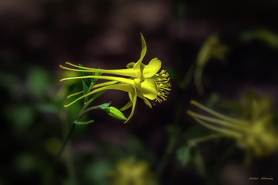 A Yellow Columbine Photograph by Michael McKenney
