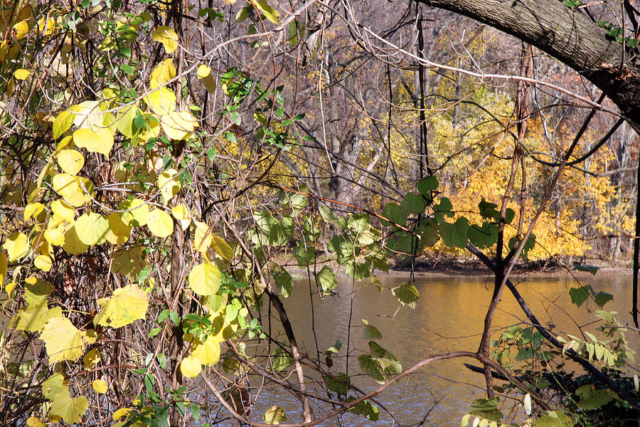 A Yellow Potomac Autumn Photograph by Cora Wandel
