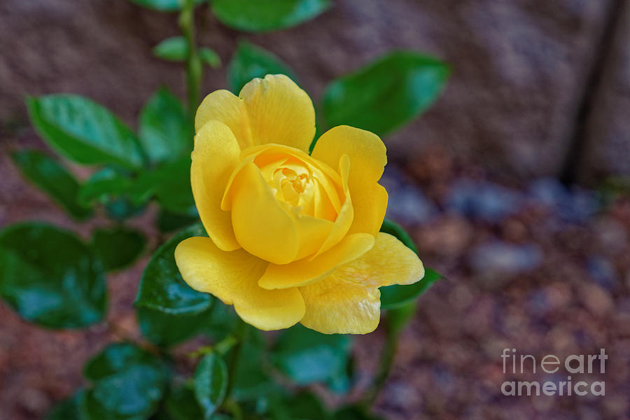 A Yellow Rose Photograph by Paul Mashburn