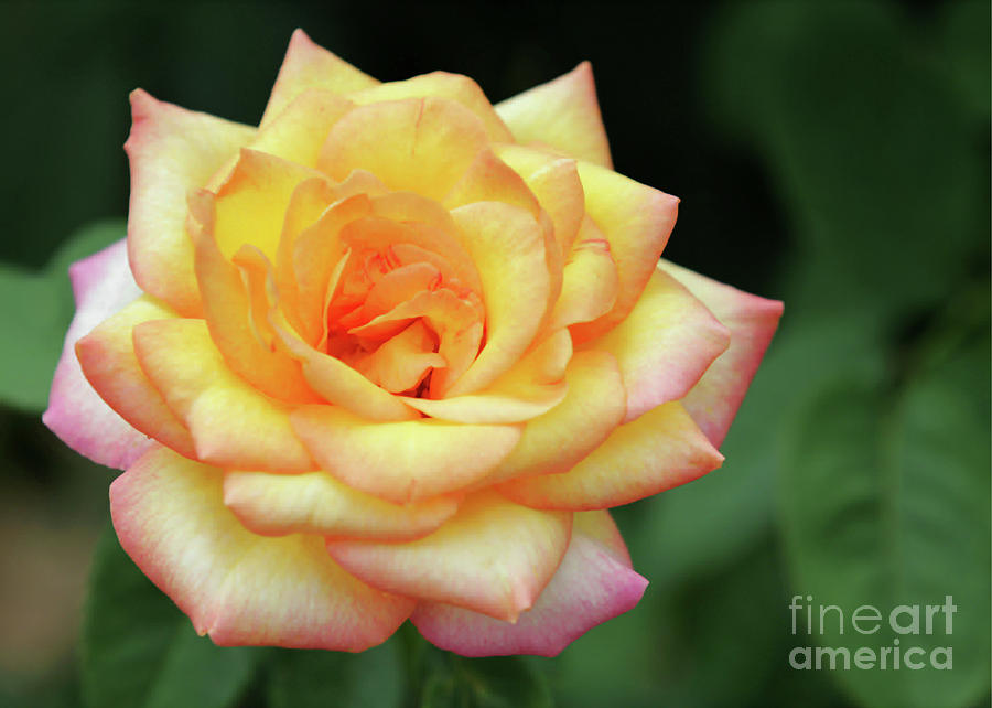 A Yellow Rose Photograph by Sabrina L Ryan