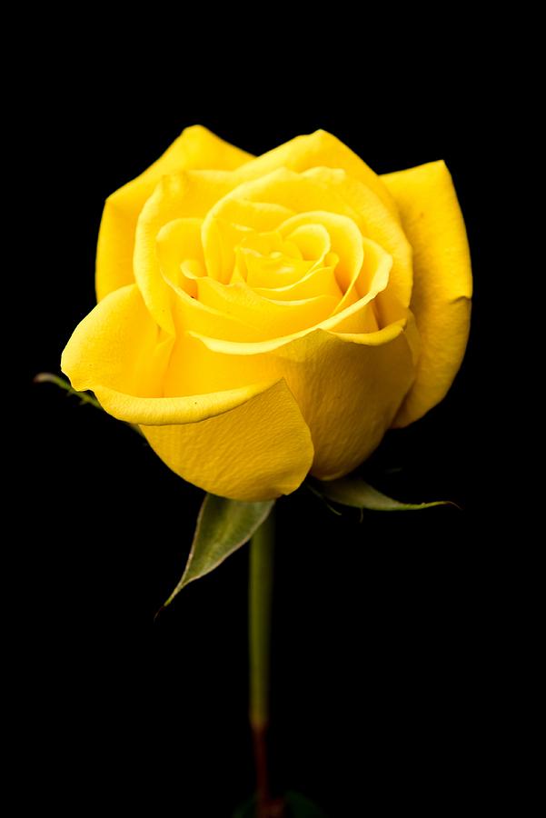 A Yellow Rose Photograph by Willie Harper
