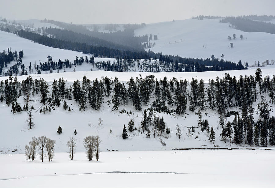 A Yellowstone Landscape in the Lamar Valley Photograph by Bruce Gourley