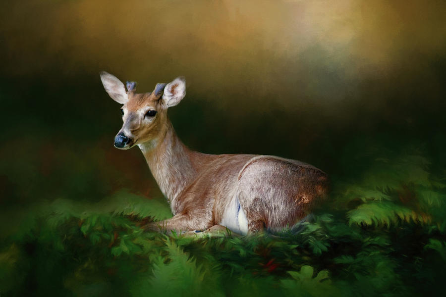 Deer Photograph - A Young Buck by Lana Trussell