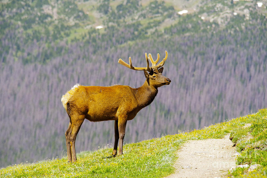 Rocky Mountain National Park Photograph -  a young bull elk in the Rockies by Jeff Swan