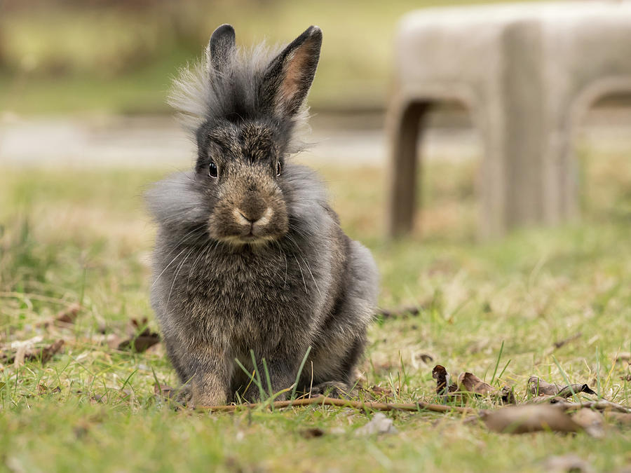 A Young Dwarf Rabbit Sitting In The Grass Photograph