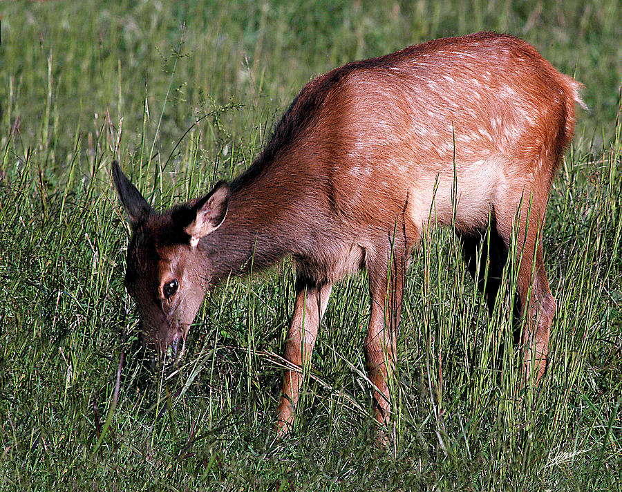 A young Elk Photograph by Phil Jensen