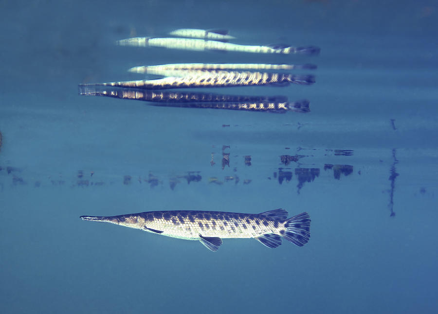 Fish Photograph - A Young Florida Gar Image Reflects by Terry Moore