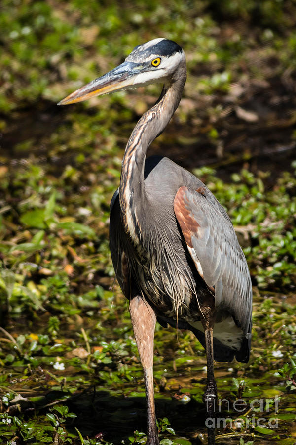 A Young Great Blue Heron Photograph by George Kenhan