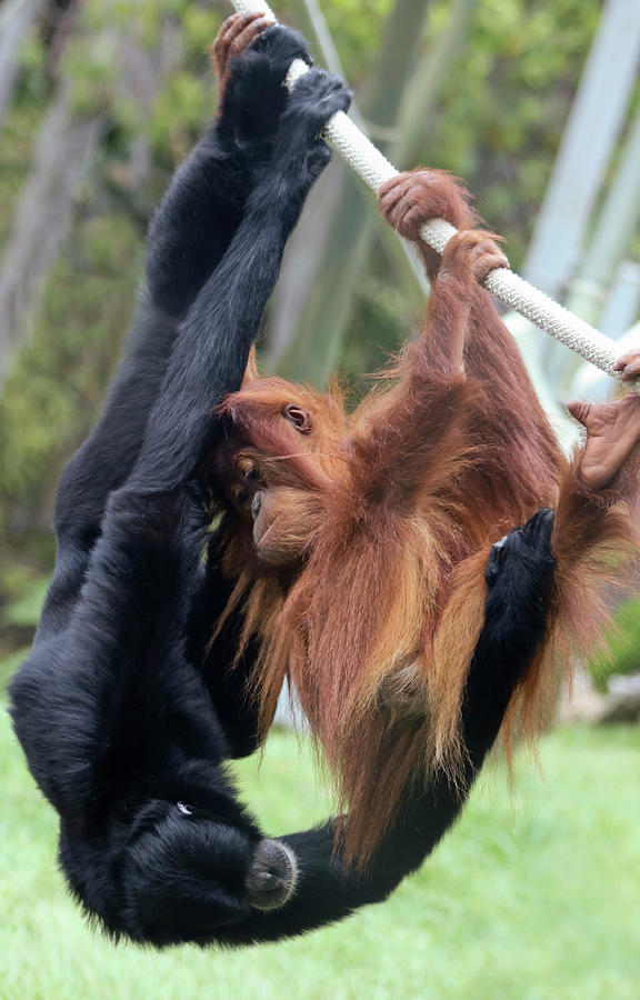 Tree Photograph - A Young Orangutan Plays with a Siamang by Derrick Neill