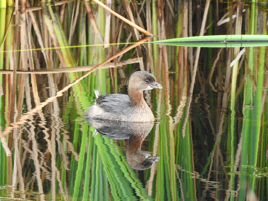 A Young Pied-billed Grebe And Its Reflection Photograph by Janice Adomeit