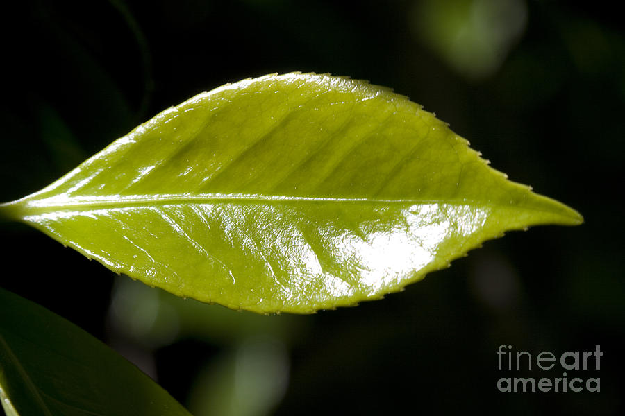 A Young Serrated Yellow Green Leaf Photograph by Wernher Krutein