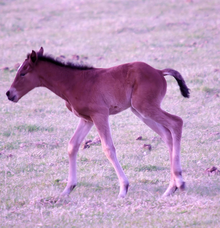 A Young Spring Colt  Photograph by Jeff Swan