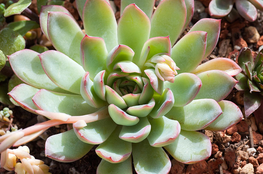 A Young Succulent Plant Photograph by Catherine Lau