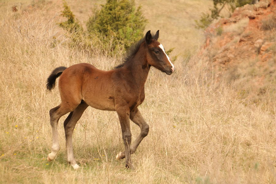 A young colt Photograph by Jeff Swan