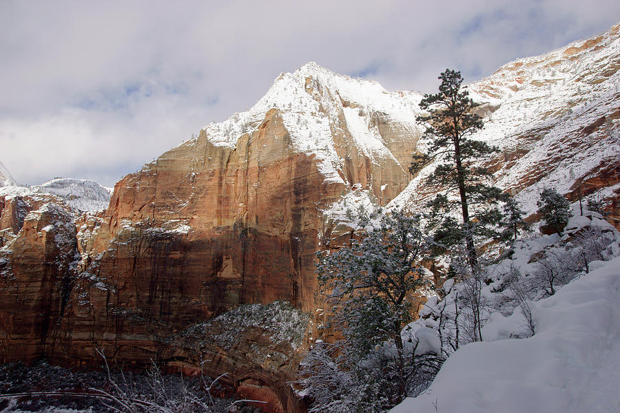 A Zion View along the Trail Photograph by Daniel Woodrum
