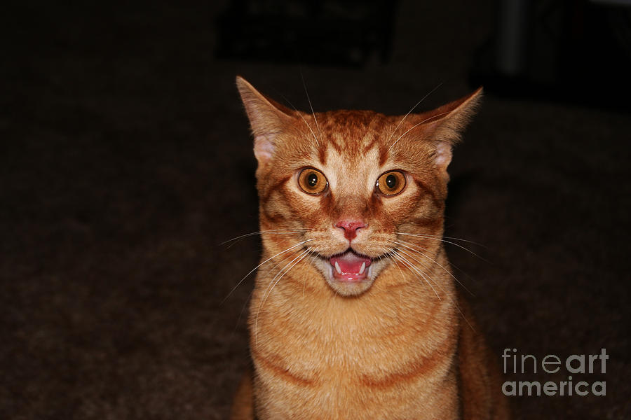 Cat Photograph - Aaaaaahhhhhhhhhh by JamieLynn Warber