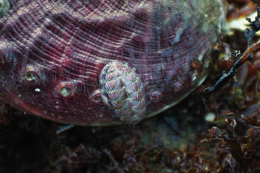 Abalone and Chiton Photograph by Adria Trail