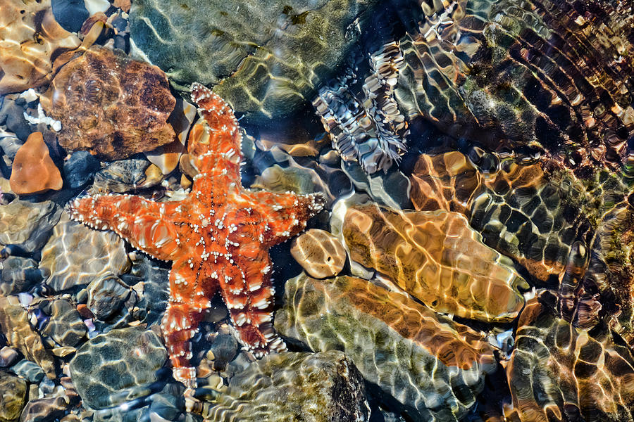 Abalone Cove Starfish Photograph by Kyle Hanson