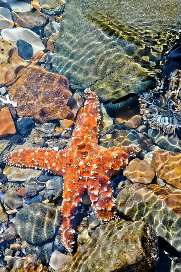 Abalone Cove Starfish Tidepool Photograph by Kyle Hanson