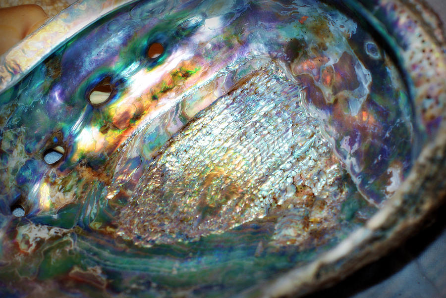Abalone Photograph by Cricket Hackmann